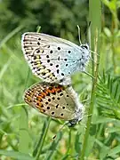 Mating pair