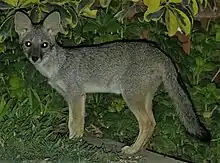 Gray canine