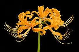 Lycoris aurea, a species with long stamens