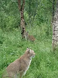 Lynx