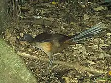 Albert's lyrebird