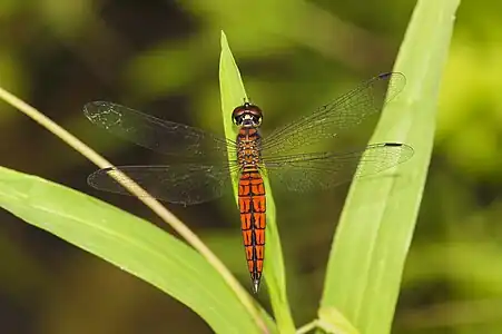 Lyriothemis acigastra male