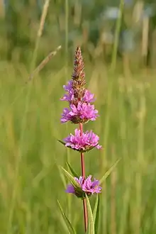 A purple-flowering plant