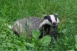 Gray and white mustelid in grass