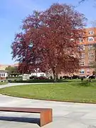 The large old Copper Beech