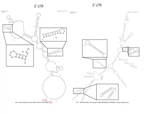 3`UTR and 5`UTR stem loops