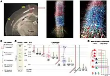 A biophysically realistic model of the mouse primary motor cortex microcircuit representing a cylindrical volume of 300  μm   diameter: 3D visualization, connectivity, dimensions, and neuronal densities, classes, and morphologies