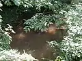 Middlebush Brook at Blackwells Mills Road, just before its mouth