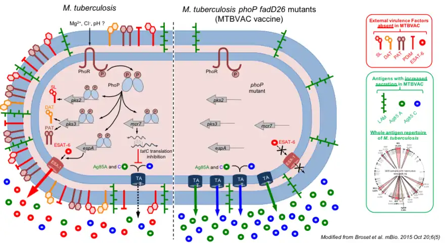 The phoP and fadD26 rational inactivation in MTBVAC results in virulence attenuation and enhanced immunogenicity relative to the M. tuberculosis pathogen