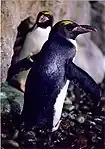 Macaroni penguinEudyptes chrysolophus