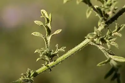 Close-up of foliage