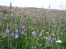 Image 16Wildflowers in machair, a coastal dune grassland found in the Outer Hebrides and elsewhereCredit: Jon Thomson