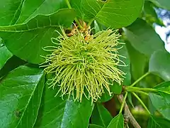 Female inflorescence