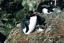 Eastern rockhopper penguin, Eudyptes (chrysocome) filholi