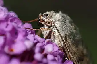 Closeup of its compound eye