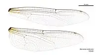 Female wings