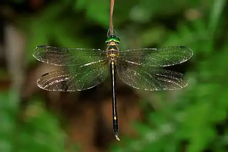 Macromidia donaldi female