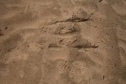 tracks at Wyperfeld National Park in Victoria