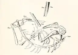 Holotype skeleton of Macroscelesaurus janseni by Sydney H. Haughton, 1918.