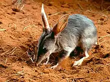 brown bilby