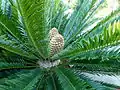 Macrozamia moorei