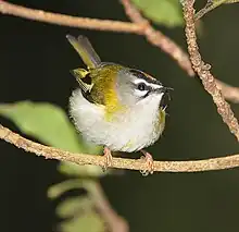  Madeira firecrest