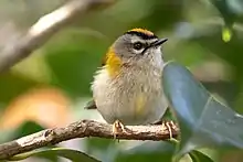 small bird with greenish upperparts, orange crown and white supercilium