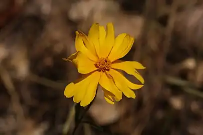 Flower head; Josephine County, Oregon