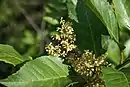 Flowers and leaves of Maesa lanceolata