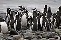 Magellanic penguins in Magdalena Island