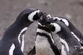 Magellanic Penguins in Magdalena.