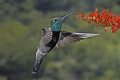 Rivoli's hummingbird