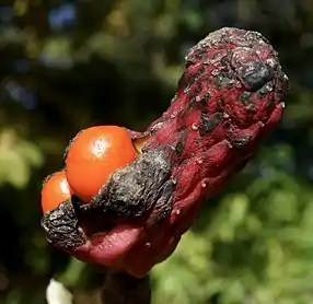 Mature fruit