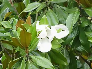 Magnolia (Magnolia grandiflora)