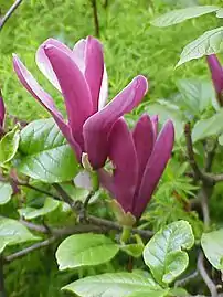 Magnolia is commonly found in Hell Creek