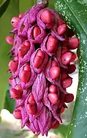 Mature fruit with seeds