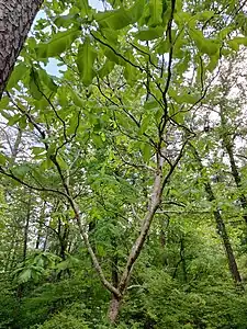 Large M. macrophylla ssp. macrophylla specimen growing on NCSU campus.