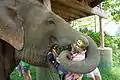 Mahout feeding an elephant