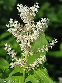 Blooming panicle