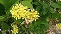 Flowers and leaves