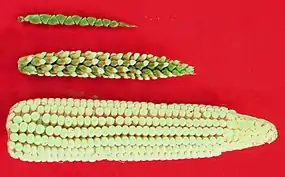 Image 2The creation of maize from teosinte (top), maize-teosinte hybrid (middle), to maize (bottom) (from History of agriculture)