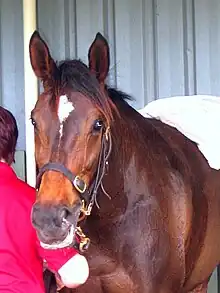 Makybe Diva 2003 2004 2005