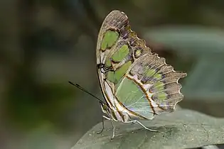 S. s. biplagiata, Honduras