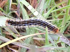 Larva