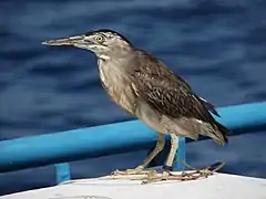 Striated heron (Butorides striata)