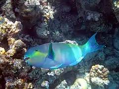 Parrotfish (Scaridae)