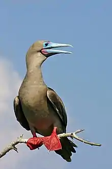 perching brownish seabird with bright red webbed feet and thick blue bill