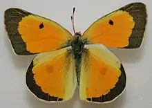 Upperside of male