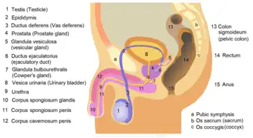 Male anatomy