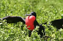 black frigatebird puffing up throat sac